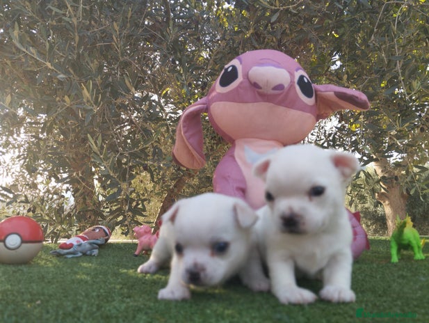 Chihuahua perros - Anuncio 1