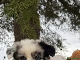 Border Collie perros BORDER COLLIE MERLE MACHO - Anuncio 4