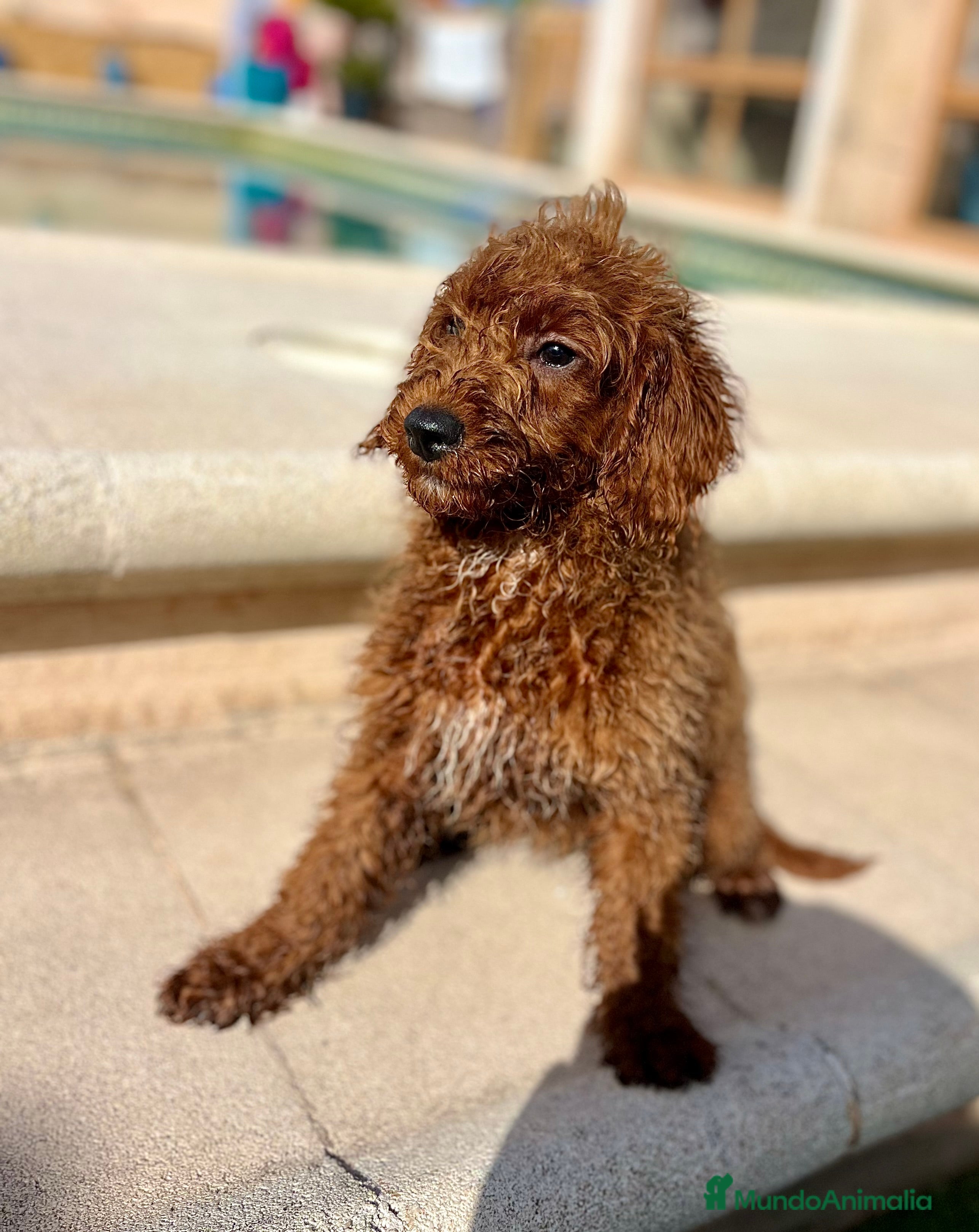 Caniche Enano perros Caniche enano  - Anuncio 2