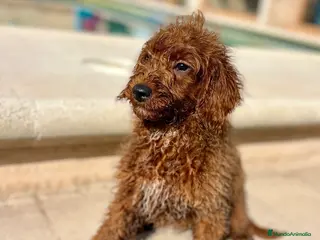 Caniche Enano perros Caniche enano - Anuncio 2