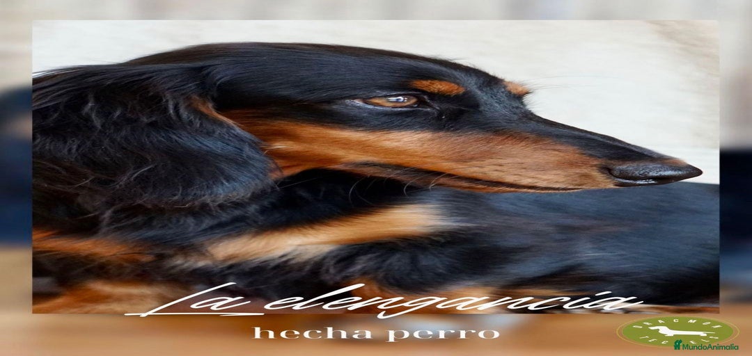 Imagen de galería {{count}}