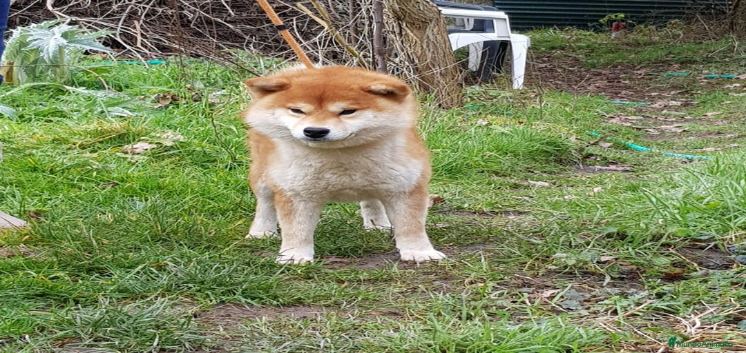 Imagen de galería {{count}}