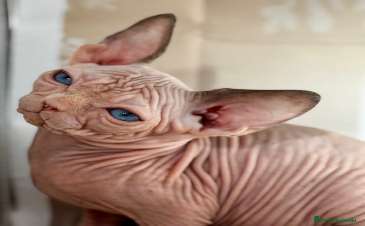 Sphynx gatos Sphynx  - Anuncio 1