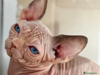 Sphynx gatos Sphynx - Anuncio 8