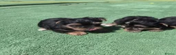 Yorkshire Terrier perros en venta: Cachorros de Yorkshire - Anuncio 5