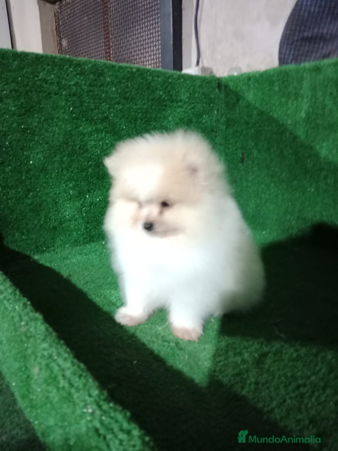 Pomerania perros en venta: Lulú de pomerania toy - Anuncio 4
