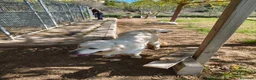 Golden Retriever perros en venta: PROXIMA CAMADA GOLDEN RETRIEVER BLANCO - Anuncio 4