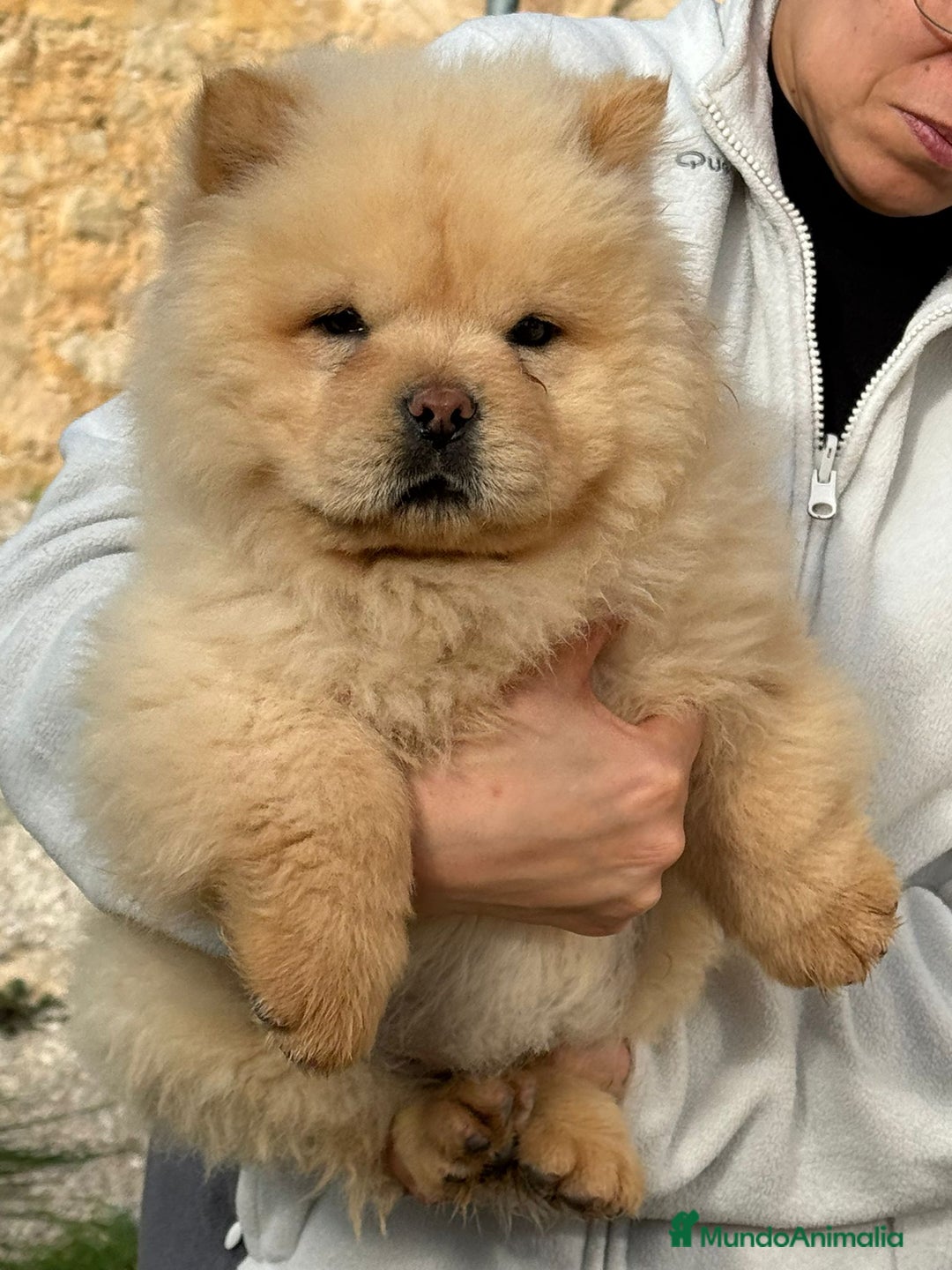 Chow Chow perros en venta: Camada de chow chow enanos - Anuncio 2