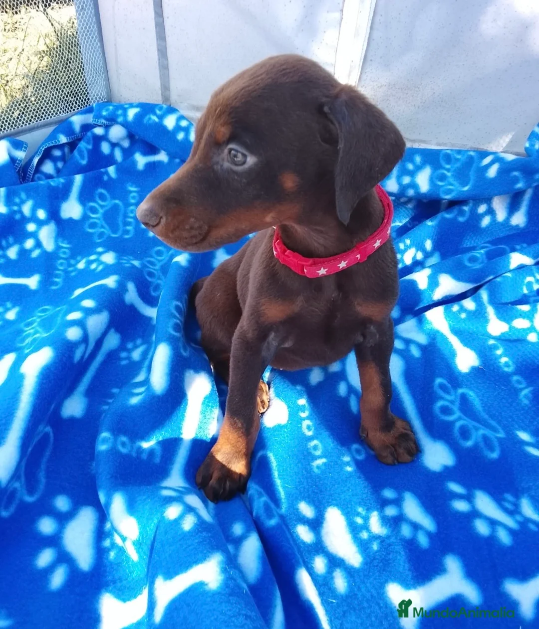 Dobermann perros en venta: Preciosos Doberman 🩵🐾🐶 - Anuncio 2