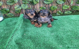 Teckel Miniatura perros en venta: TECKEL KANINCHEN ARLEQUIN  - Imagen 1