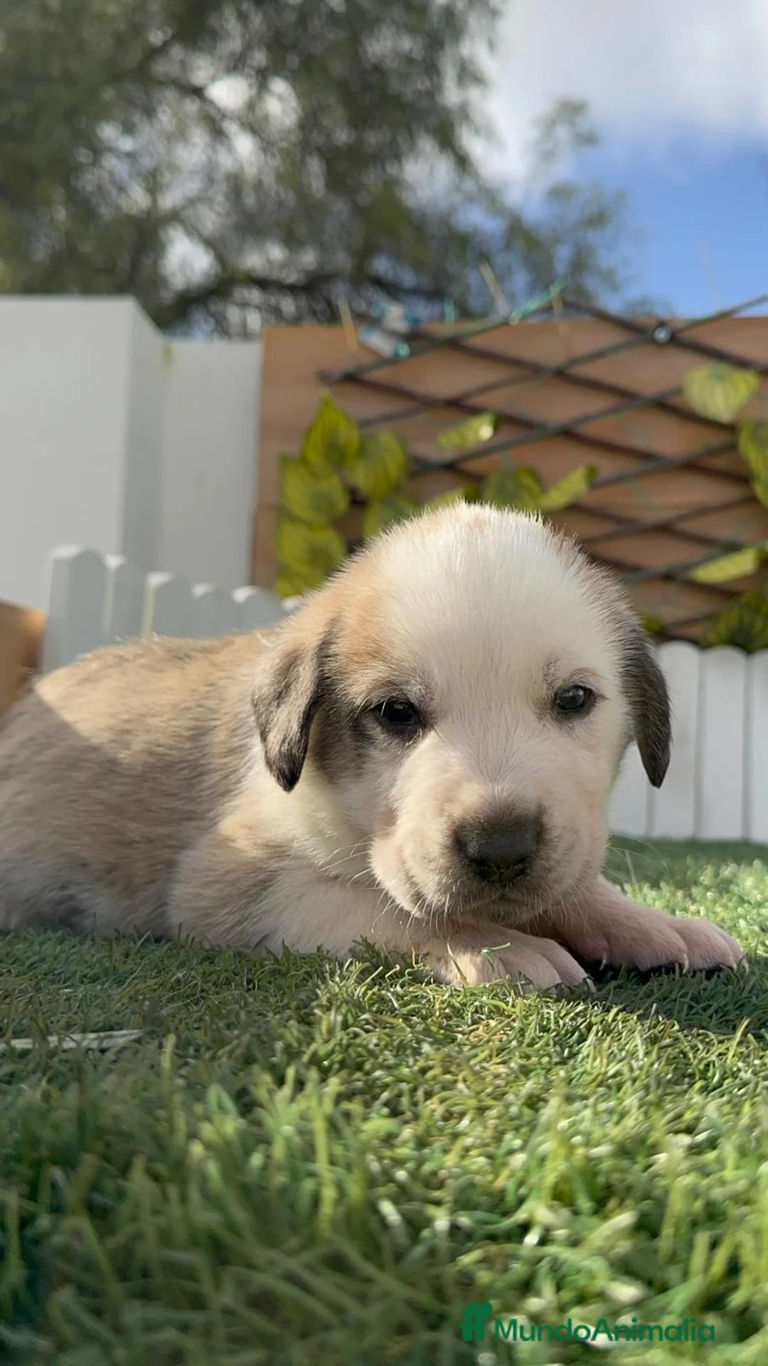 Mastín Español perros en venta: MASTIN ESPAÑOL - Anuncio 5