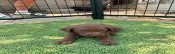 Labrador Retriever perros en venta: LABRADOR - Anuncio 25