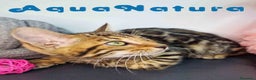 Bengalí gatos en venta: Bengali Hembra 9063 - AQUANATURA en Barcelona - Anuncio 4