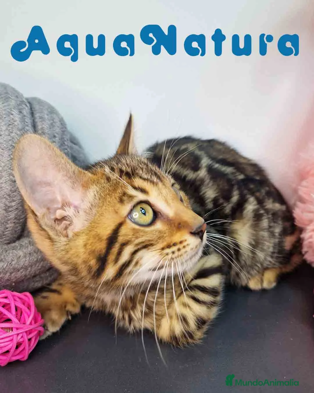 Bengalí gatos en venta: Bengali Hembra 9063 - AQUANATURA en Barcelona - Anuncio 4