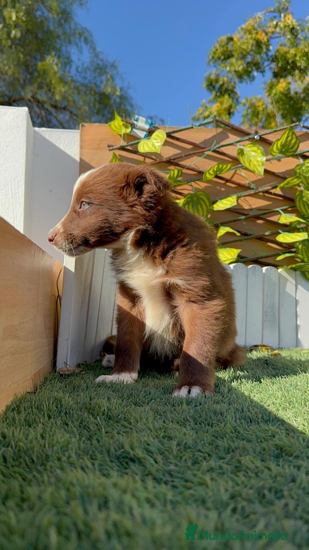 Border Collie perros en venta: BORDER COLLIE MACHO - Anuncio 8