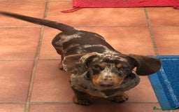 Teckel perros en venta: Camada disponible de Tekel  - Imagen 7