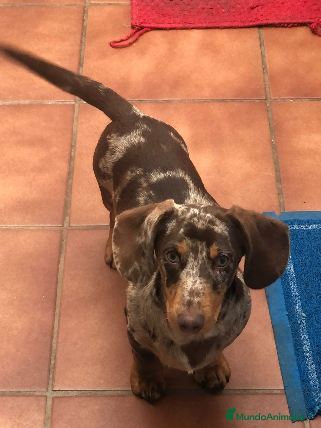 Teckel perros en venta: Camada disponible de Tekel  - Imagen 7