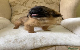 Pekinés perros en venta: Cachorros de Pekines Imperial hembras  - Imagen 6