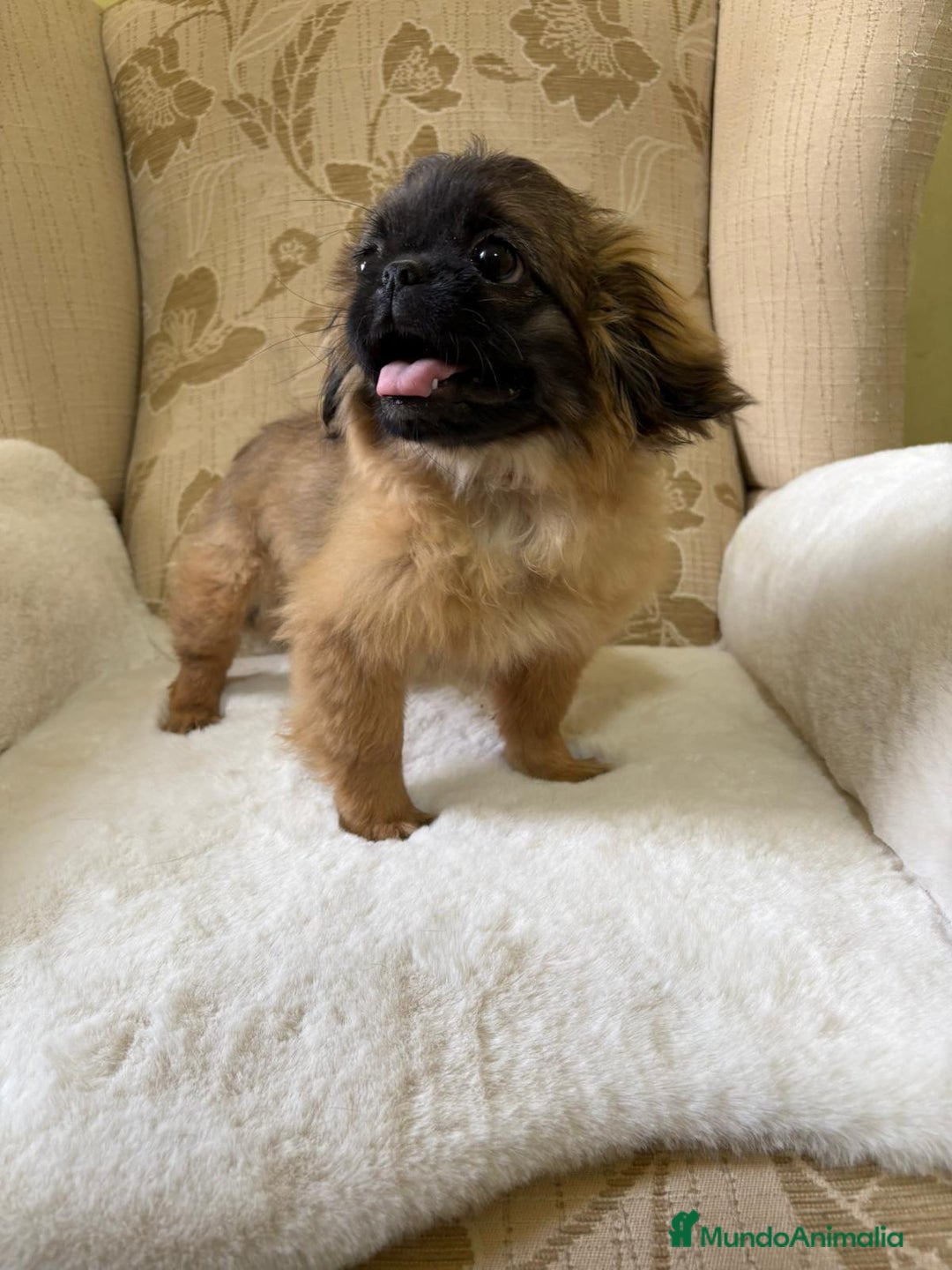 Pekinés perros en venta: Cachorros de Pekines Imperial hembras  - Imagen 6