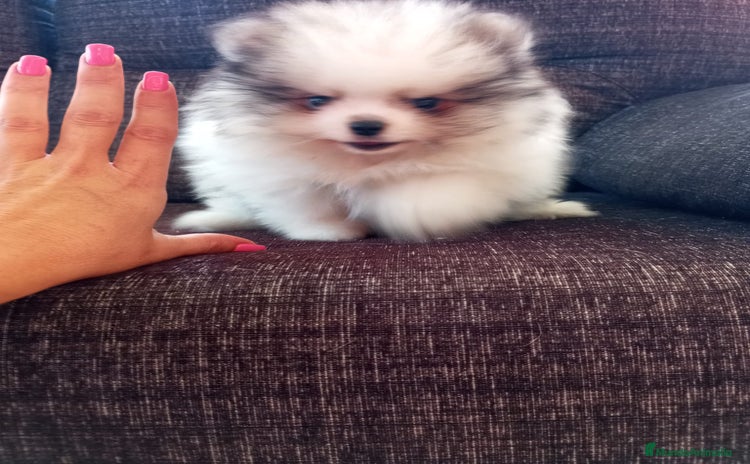 Pomerania perros - Propaganda 16