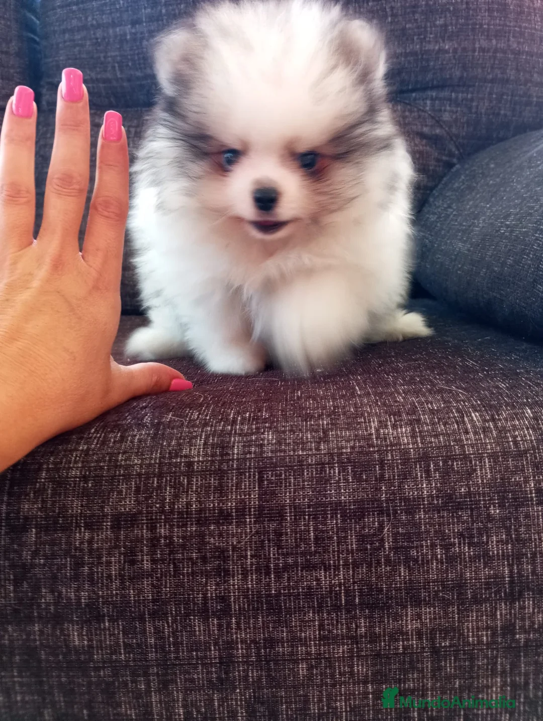 Pomerania perros en venta: Pomerania de Lulú - Anuncio 1
