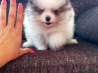 Pomerania perros Pomerania de Lulú - Anuncio 32