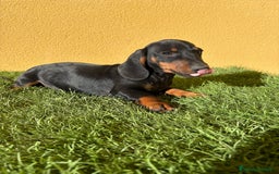 Teckel Miniatura perros en venta: macho teckel miniatura negro fuego  - Imagen 14