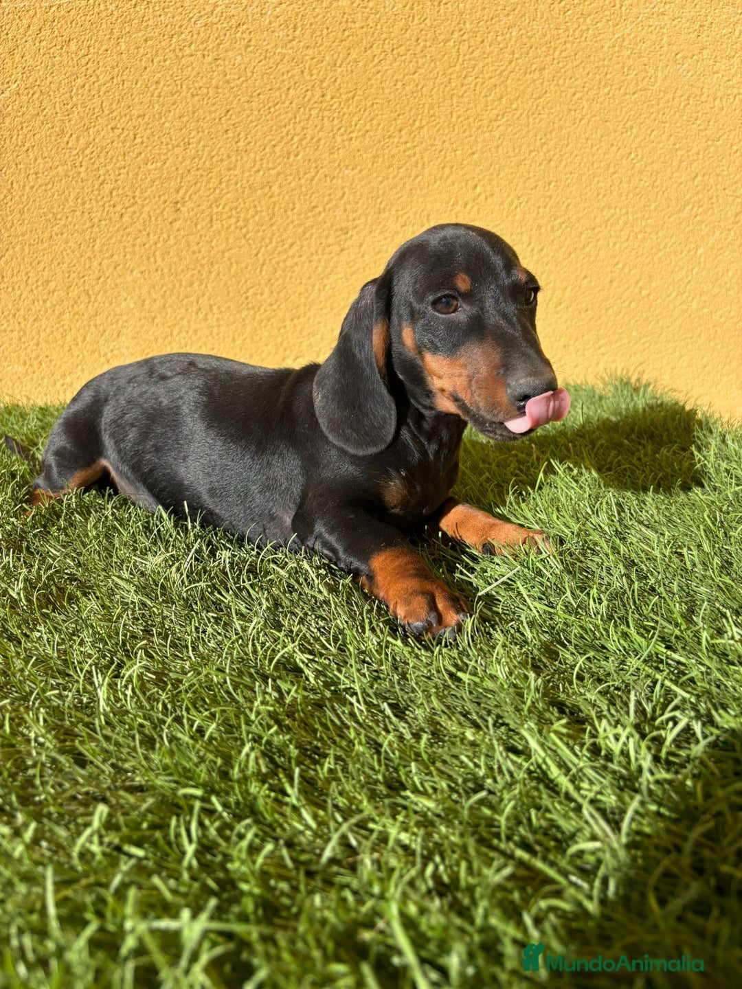 Teckel Miniatura perros en venta: macho teckel miniatura negro fuego  - Imagen 14