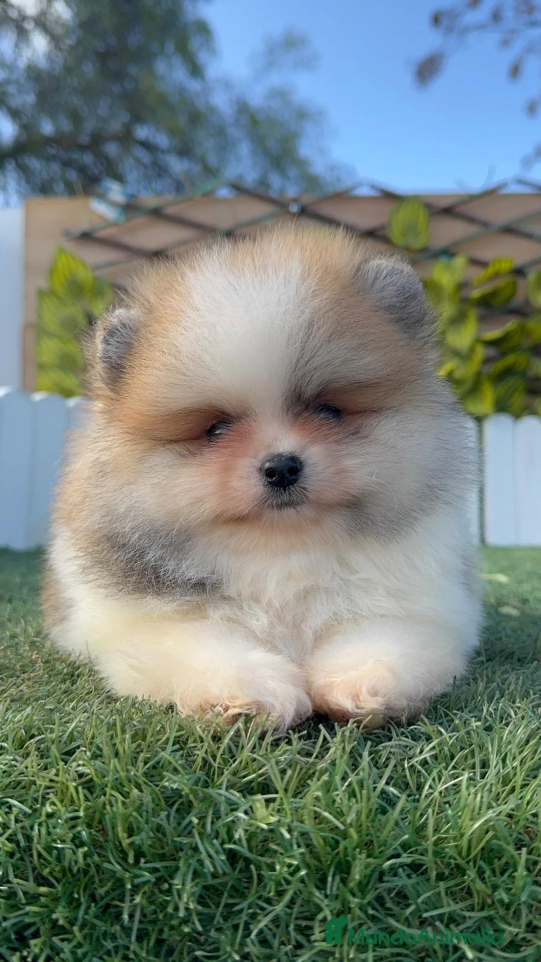 Pomerania perros en venta: POMERANIA - Anuncio 8
