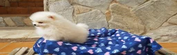 Pomerania perros en venta: Maravillas de Lulú de Pomerania  en Barcelona - Anuncio 6
