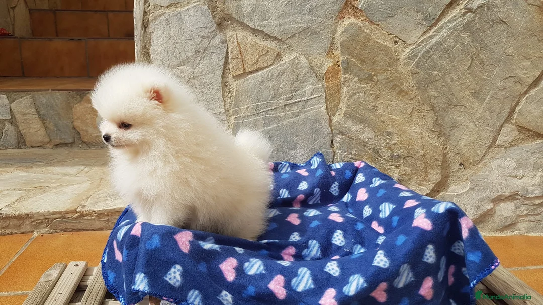Pomerania perros en venta: Maravillas de Lulú de Pomerania  en Barcelona - Anuncio 6