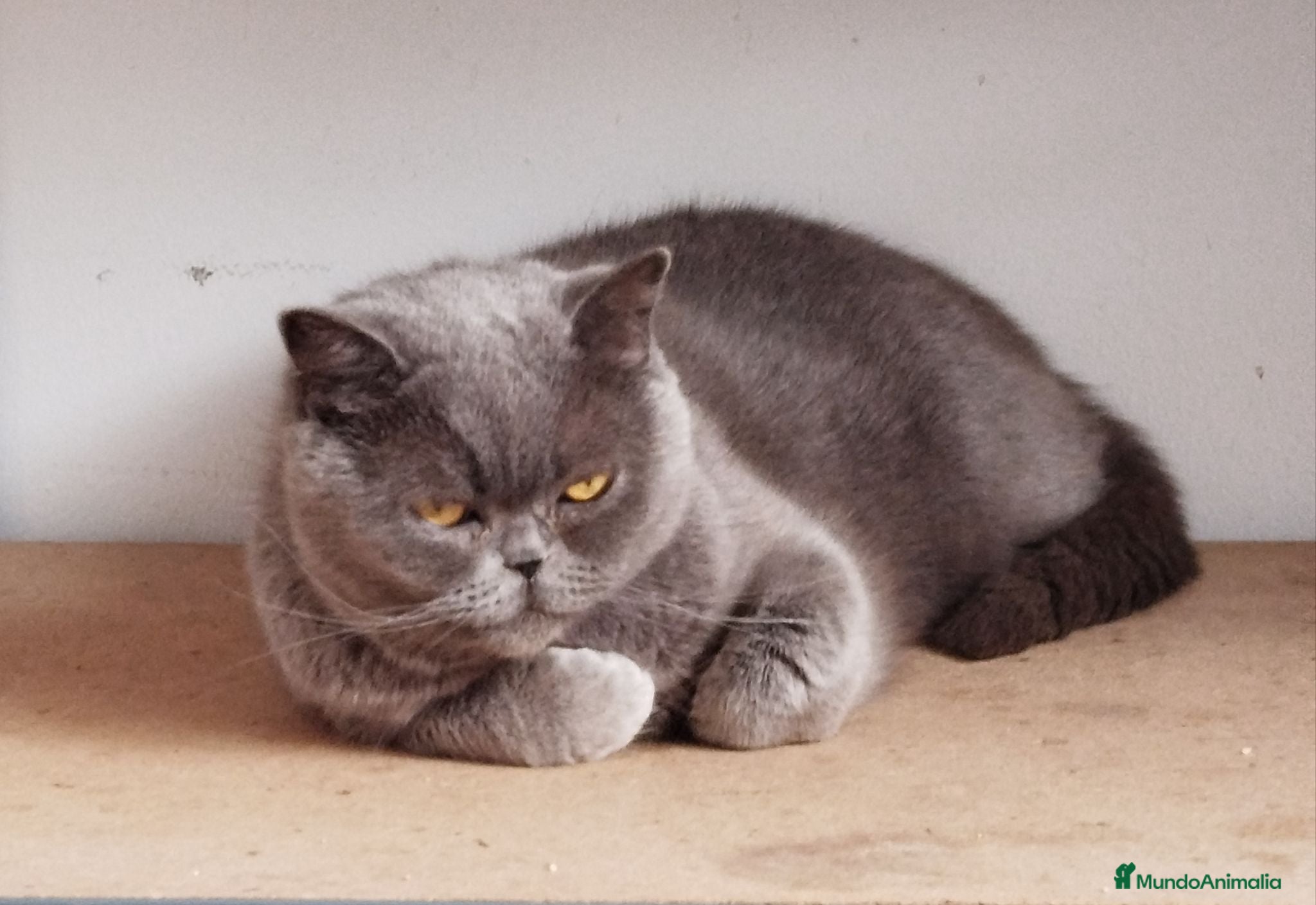 Británico de Pelo Corto gatos British Shorthair muy tipada  - Anuncio 1