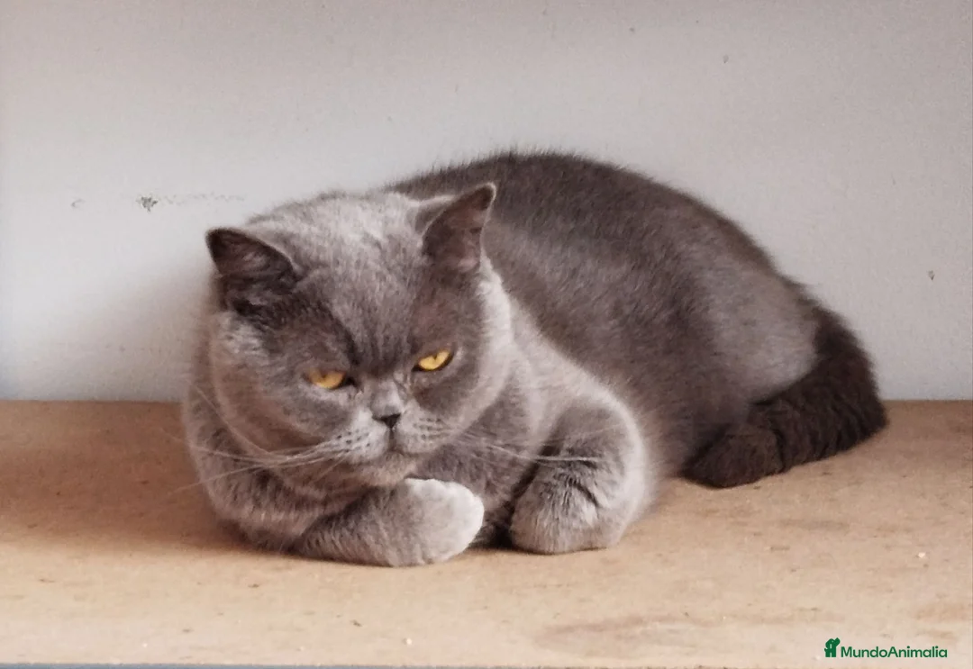 Británico de Pelo Corto gatos en venta: British Shorthair muy tipada  en Cádiz - Anuncio 1