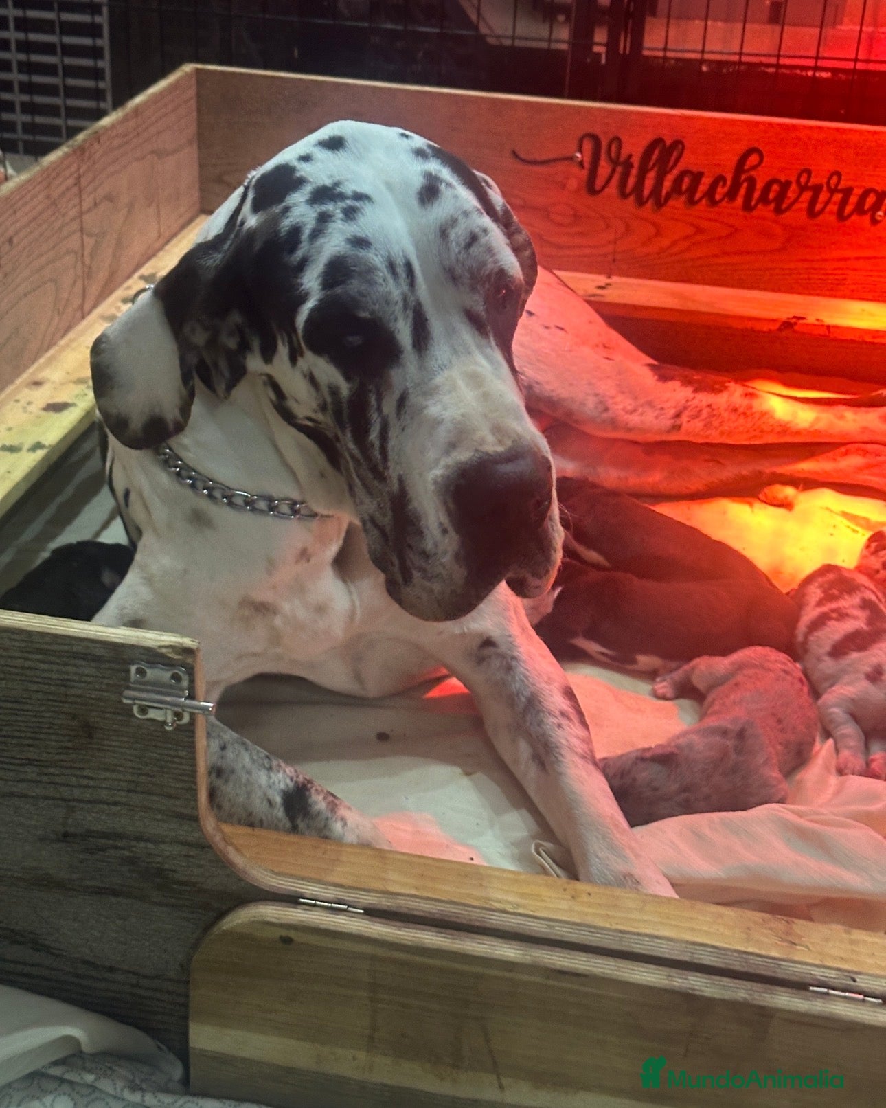 Dogo Alemán perros Camada gran danes o dogo aleman - Anuncio 1