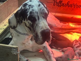 Dogo Alemán perros Camada gran danes o dogo aleman - Anuncio 15