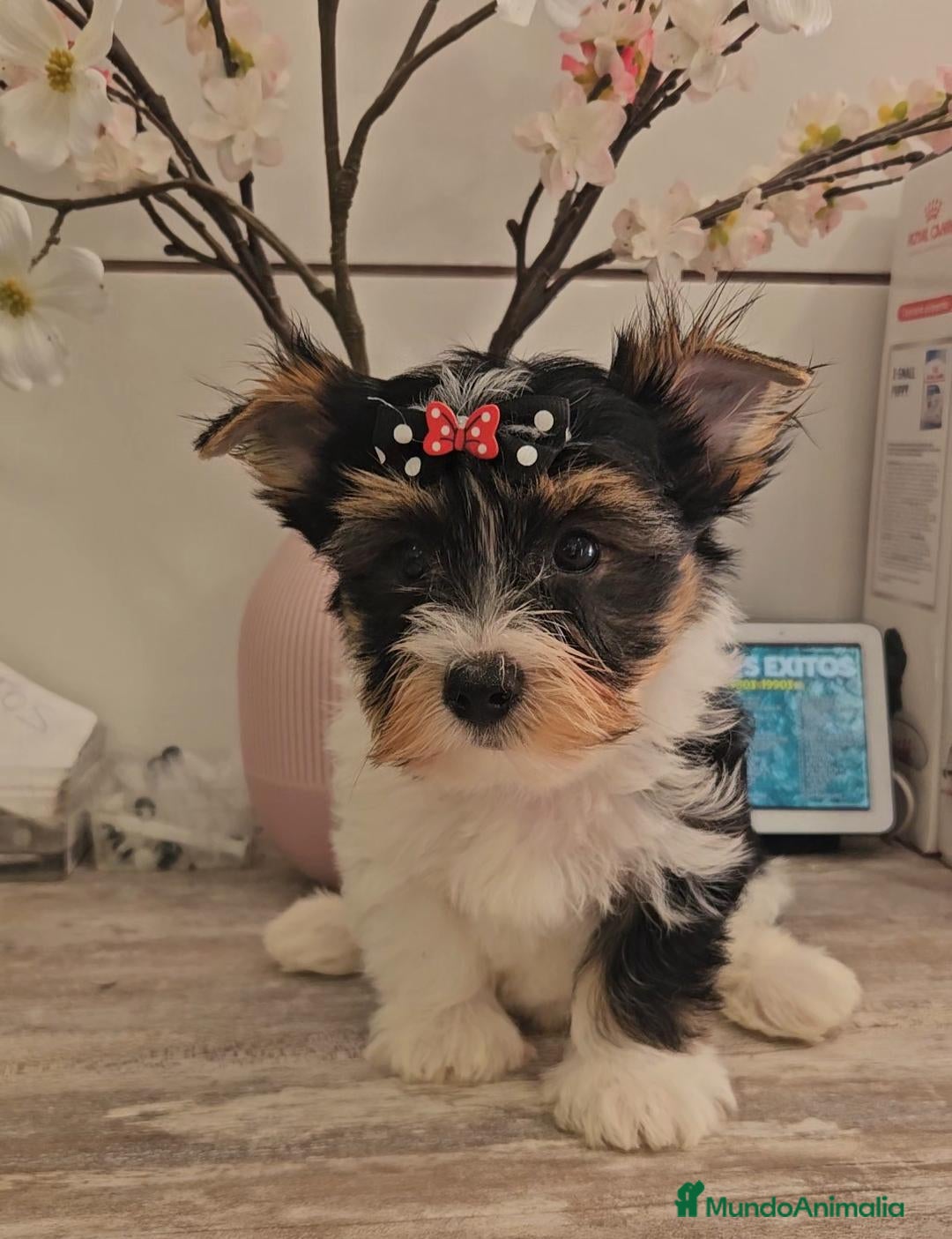 Biewer Yorkshire Terrier a la Pom Pon perros Biewer - Anuncio 3