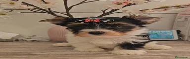 Biewer Yorkshire Terrier a la Pom Pon 1