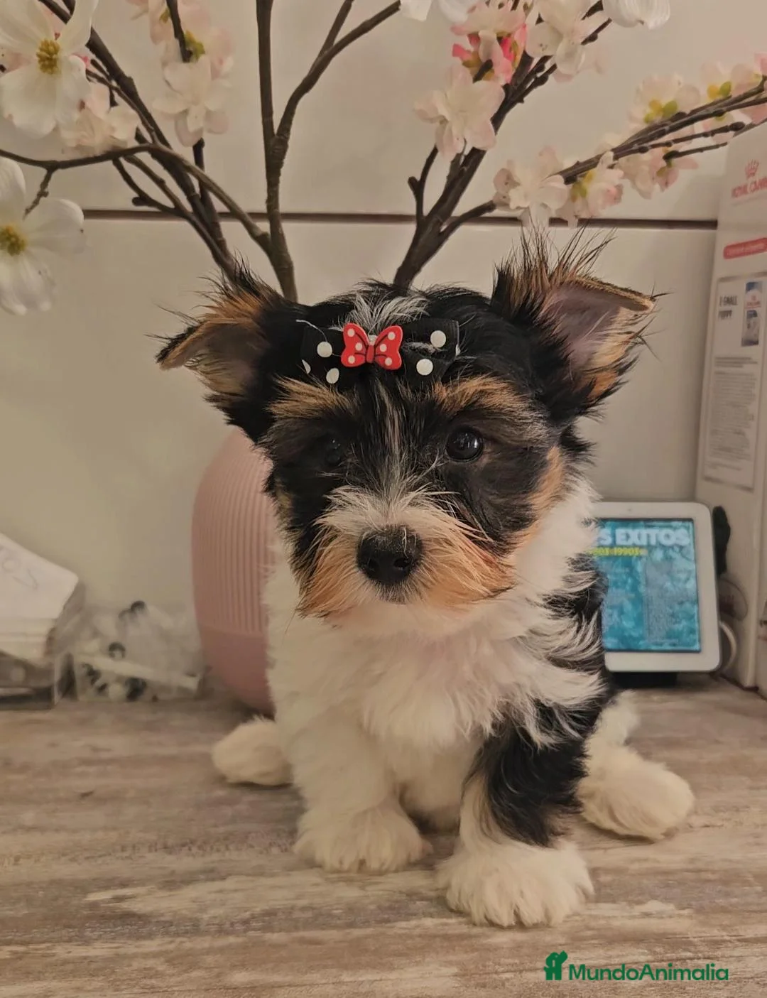 Biewer Yorkshire Terrier a la Pom Pon perros en venta: Biewer - Anuncio 1
