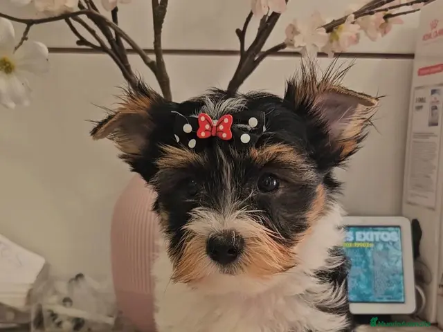 Biewer Yorkshire Terrier a la Pom Pon perros Biewer - Anuncio 9