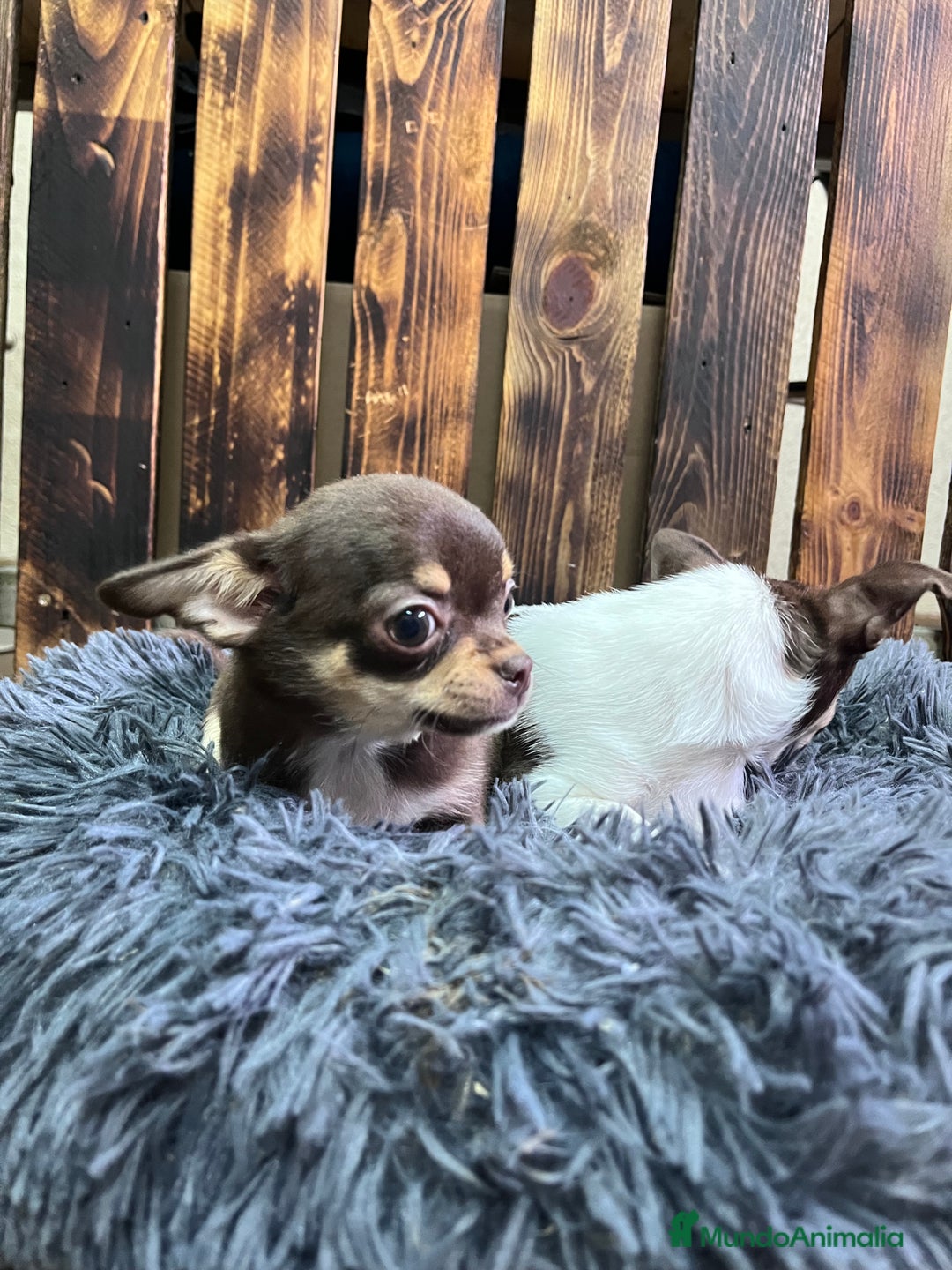 Chihuahua perros en venta: Chihuhua - Anuncio 5