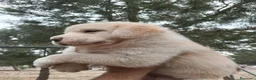 Mastín Español perros en venta: Mastín español exclusivos - Anuncio 4