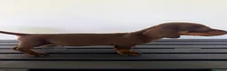 Teckel Miniatura perros en venta: TECKEL MINIATURA MACHO - Anuncio 2