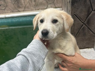 Labrador Retriever perros Labrador retriever macho - Anuncio 1