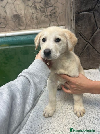 Labrador Retriever perros Labrador retriever macho - Anuncio 1