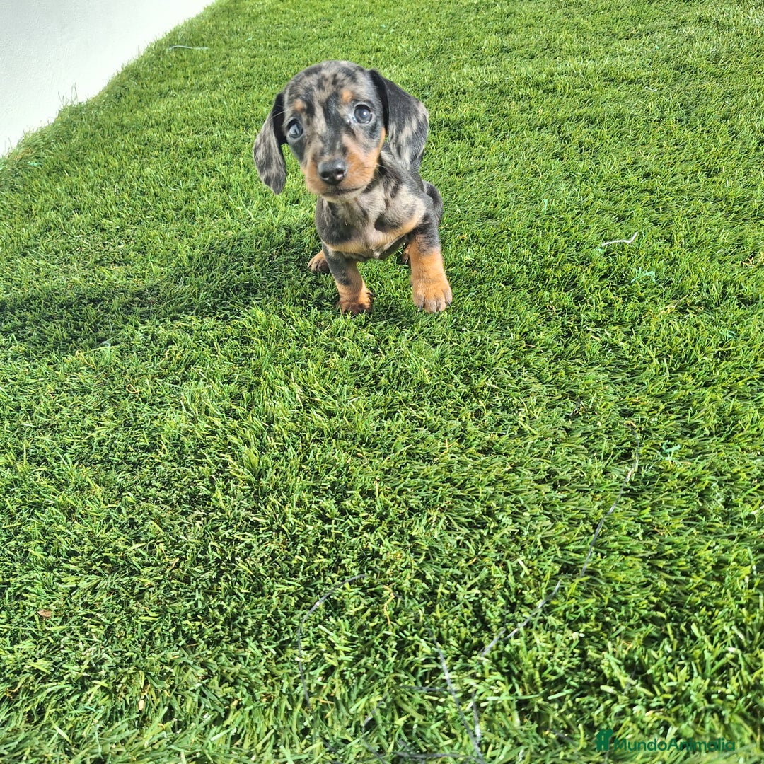 Teckel Miniatura perros en venta: TECKEL KANINCHEN ARLEQUIN  - Anuncio 1