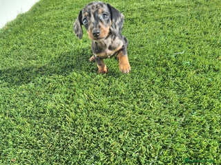 Teckel Miniatura perros TECKEL KANINCHEN ARLEQUIN - Anuncio 1