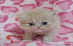Persa gatos en venta: 🐾PERSA CREMA TABBY MACHO 🐾 - Imagen 2