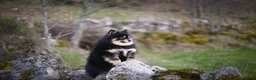 Pomerania perros en venta: Hembra Pomerania cubierta  - Anuncio 5