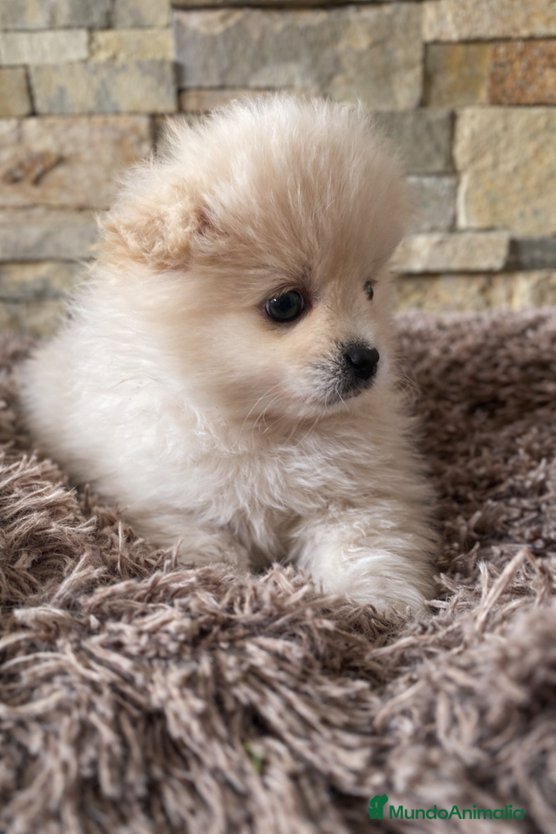 Pomerania perros en venta: Pomerania  - Anuncio 3