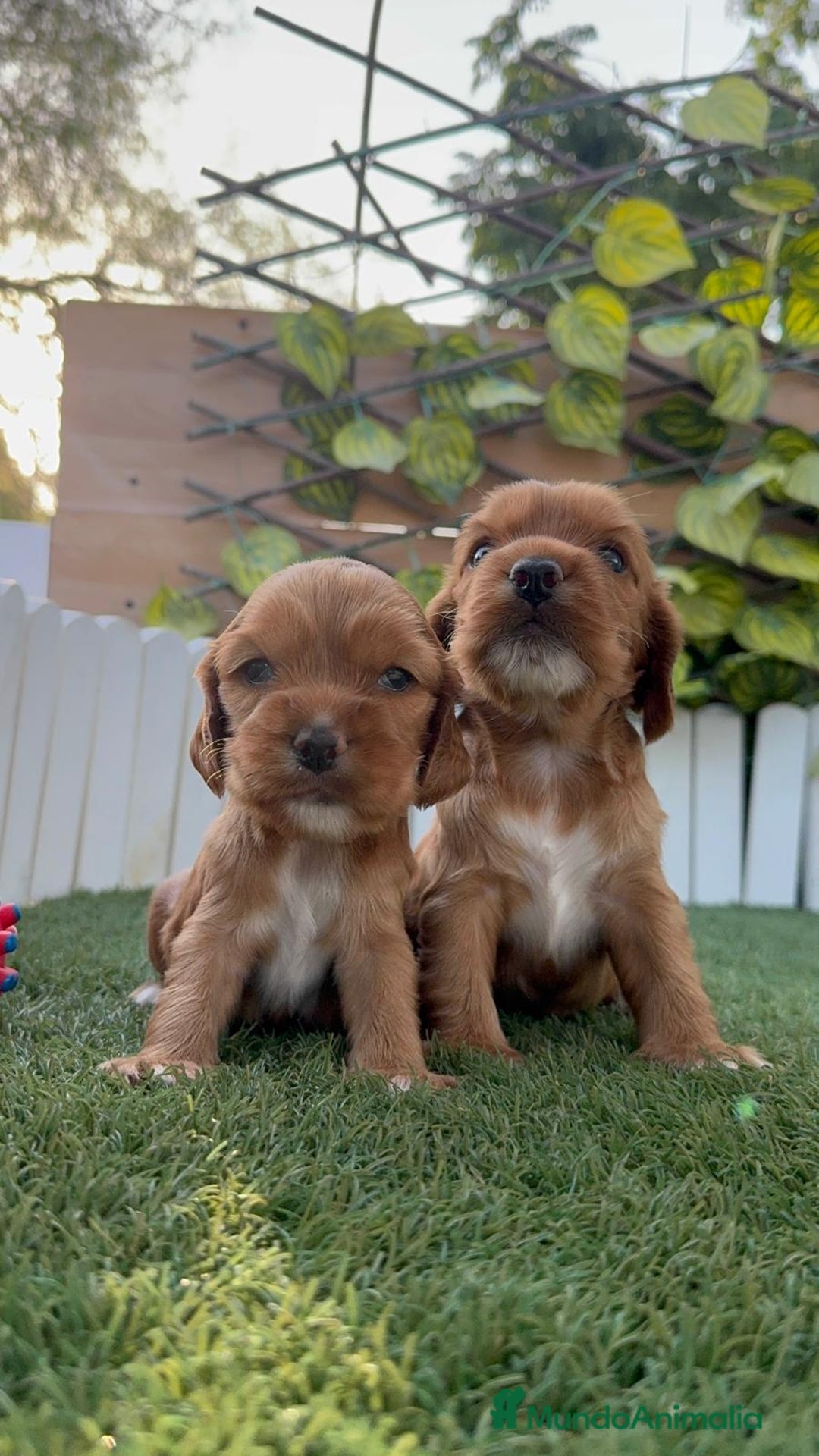 Cocker Spaniel Inglés perros en venta: COCKER SPANIEL INGLES MACHO  - Imagen 12